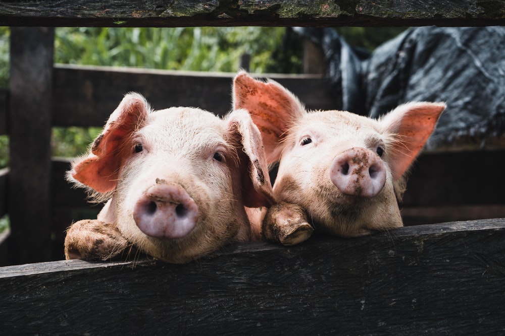 Pork