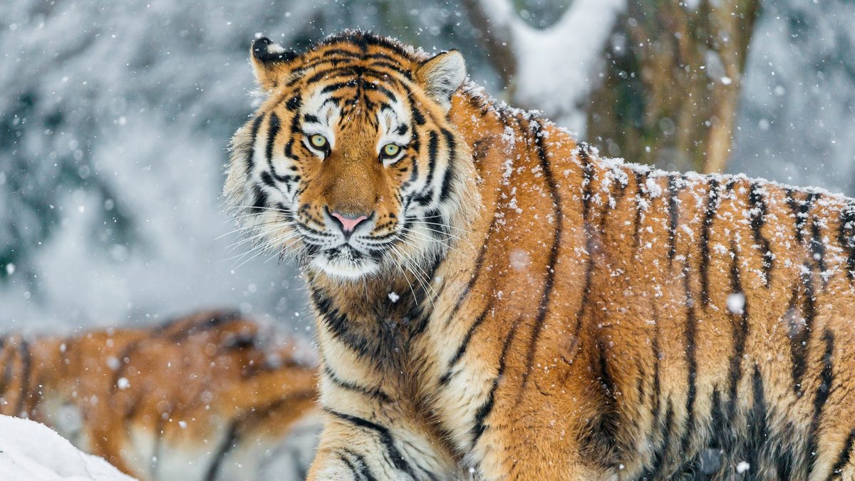 Tiger
