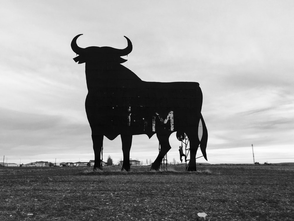 Bull