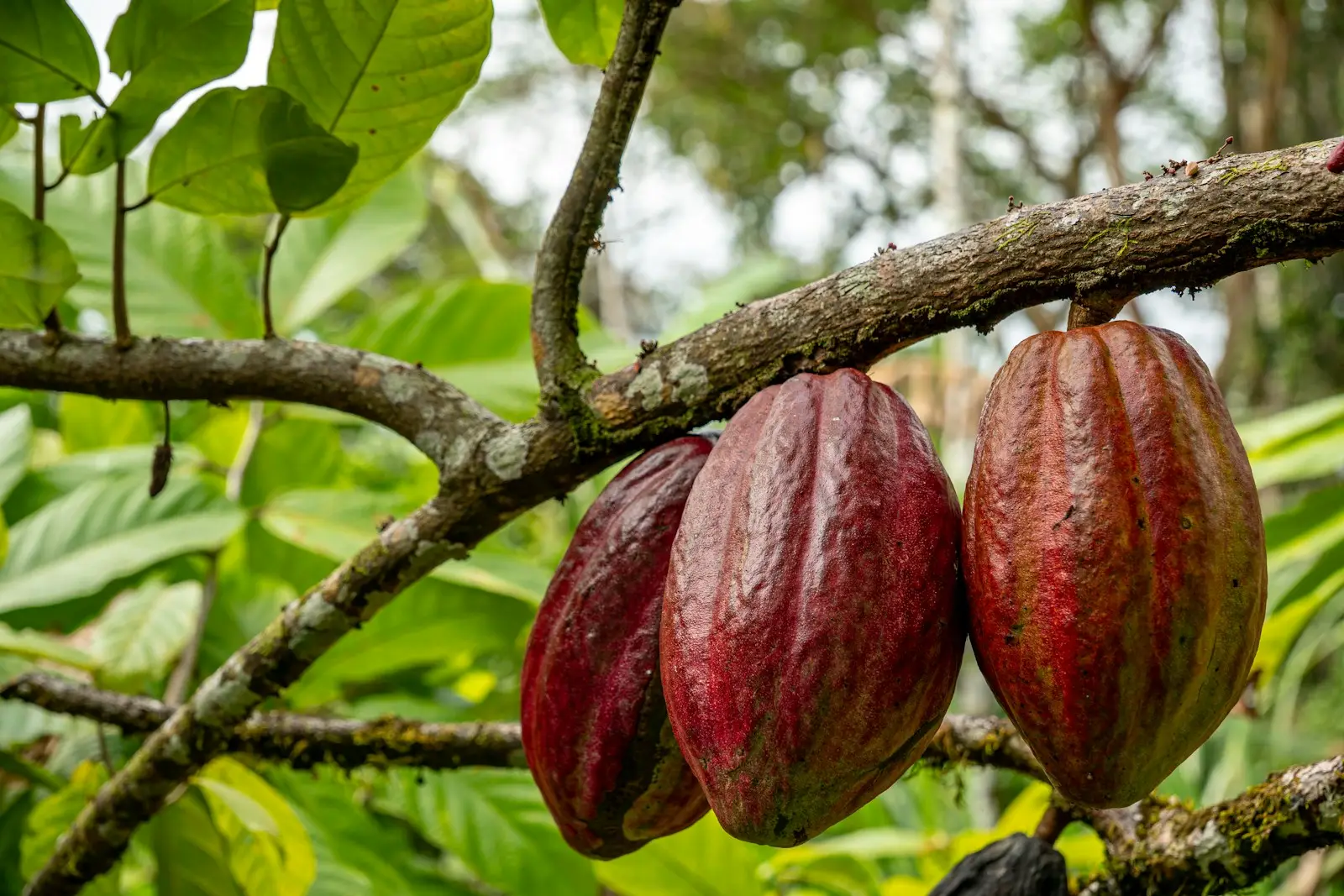 Cocoa to $6,300 by year-end 2026: the shrinking-surplus case