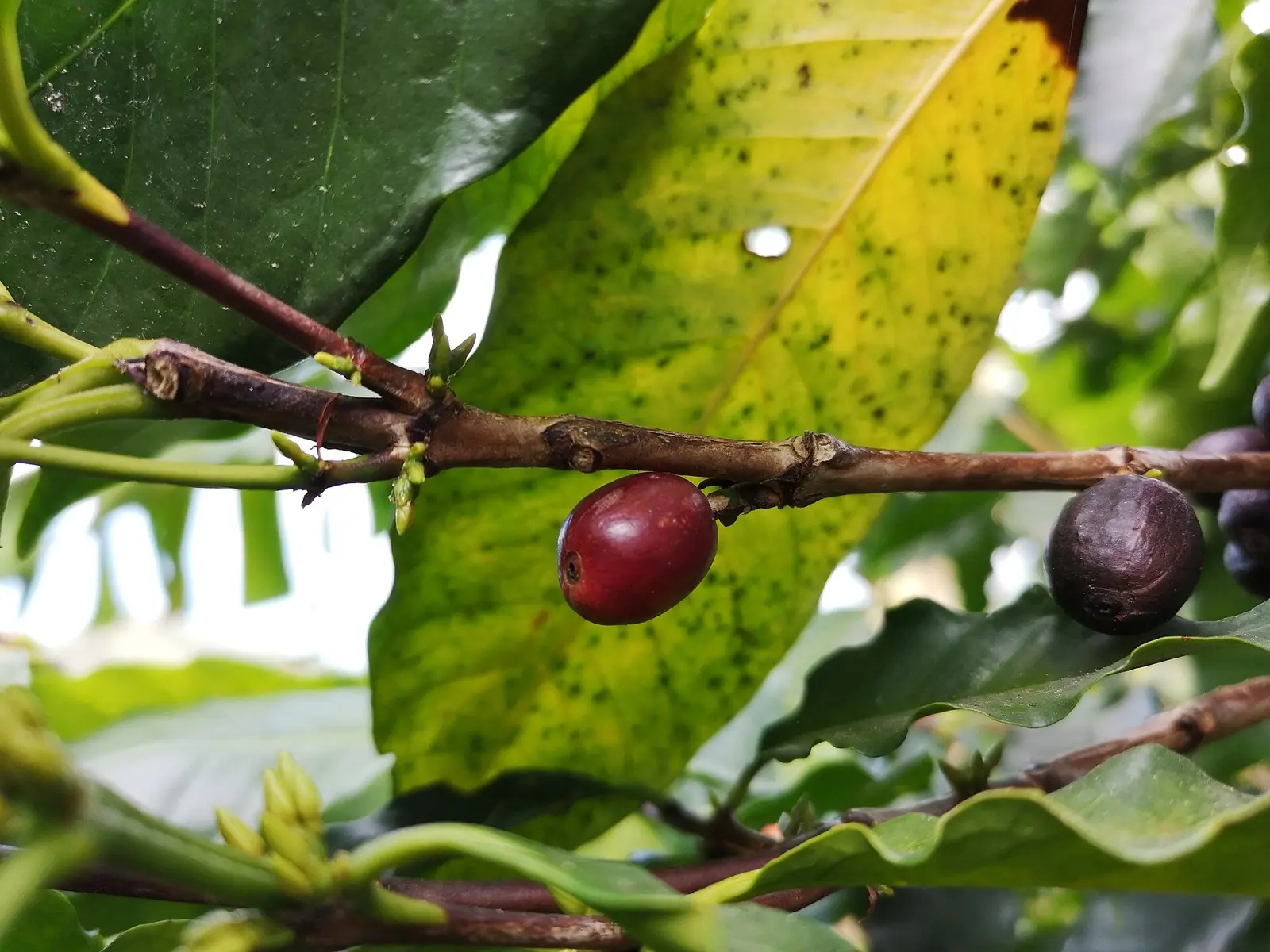 Arabica to 310 cents: the first-notice tightness case