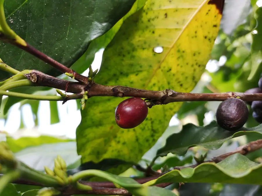 Arabica to 310 cents: the first-notice tightness case