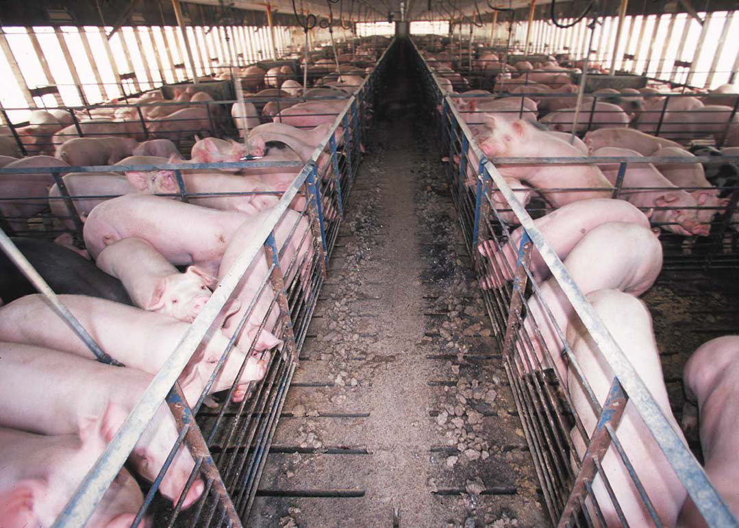 Lean hogs to 65.00 cents by the 10 November USDA WASDE