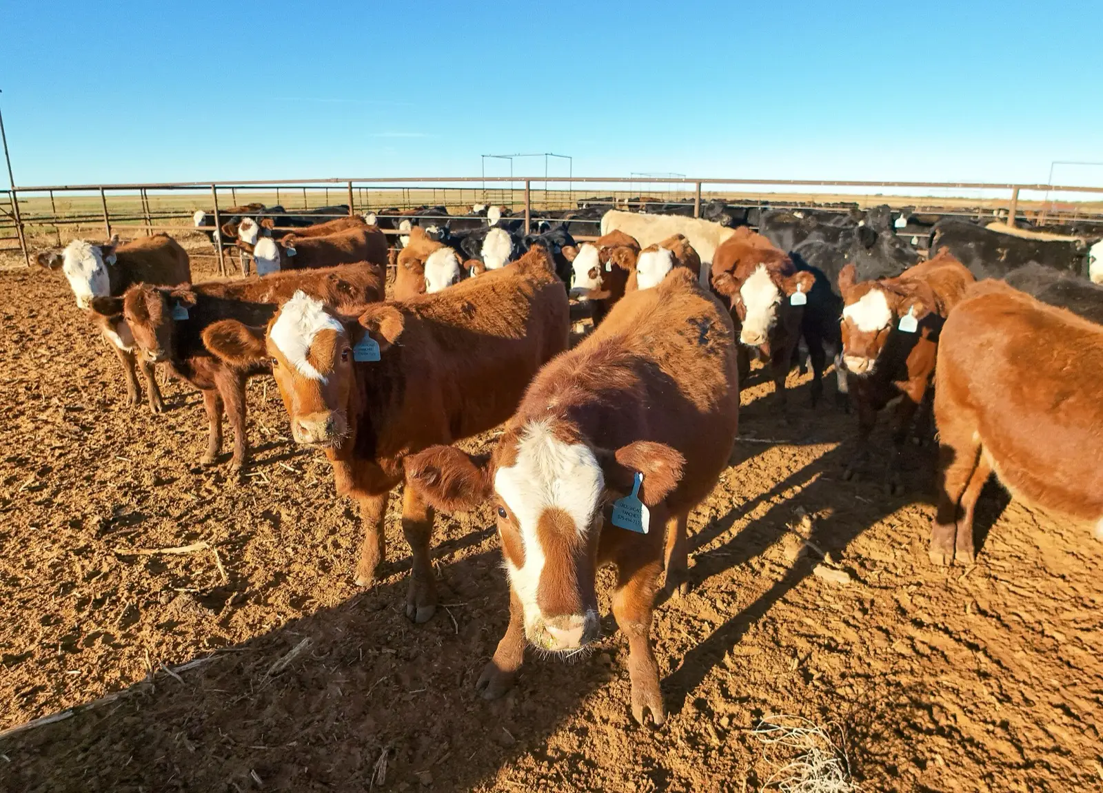 Live cattle to 223.74 by October 23, 2026: the feedlot case