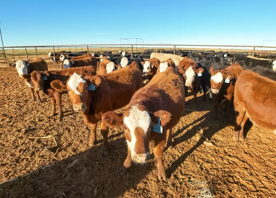Live cattle to 223.74 by October 23, 2026: the feedlot case