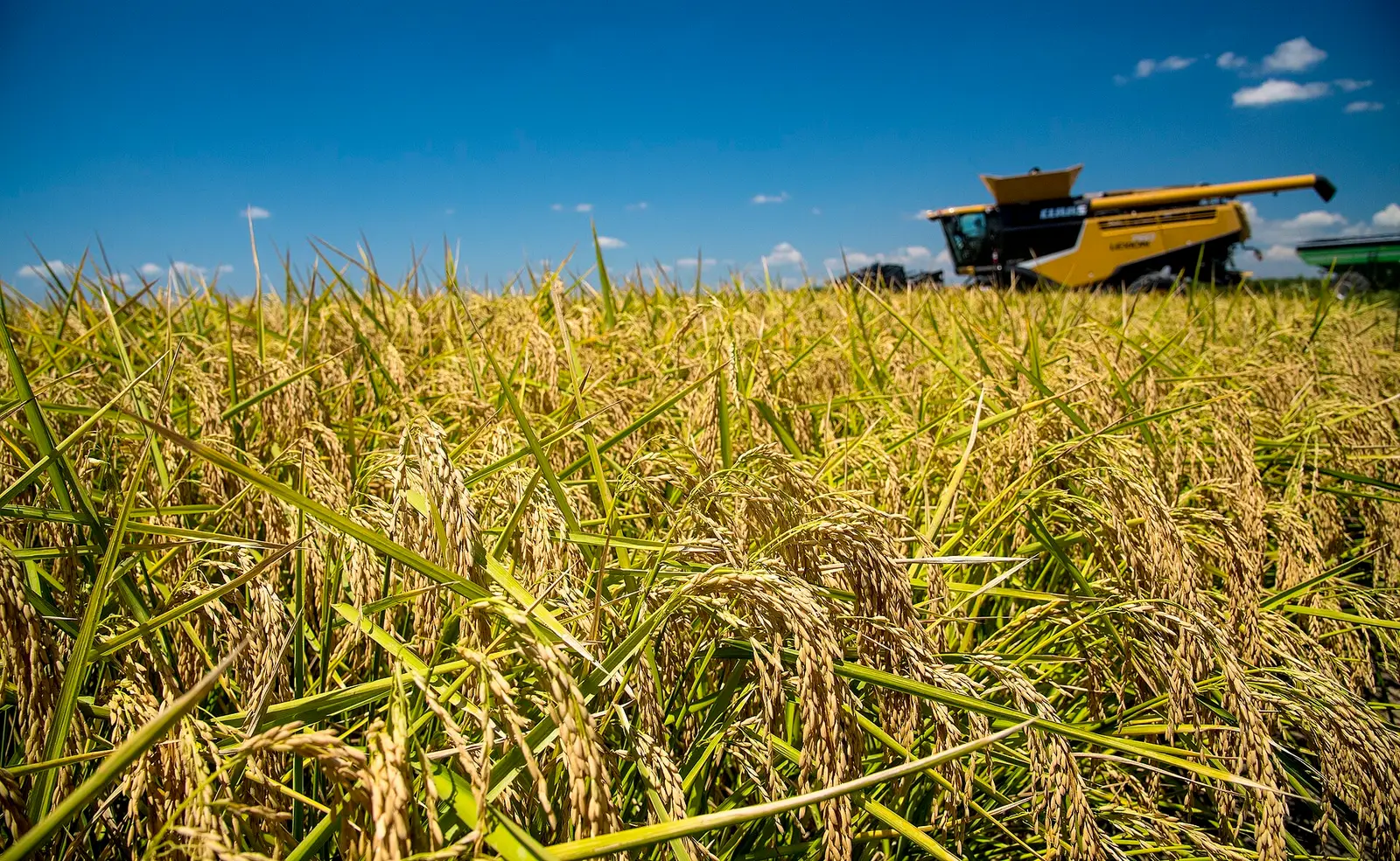 Rough rice holds $16.00 on the crop report