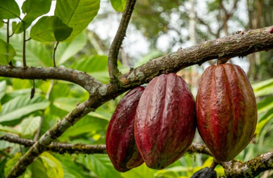 Cocoa to $6,300 by year-end 2026: the shrinking-surplus case